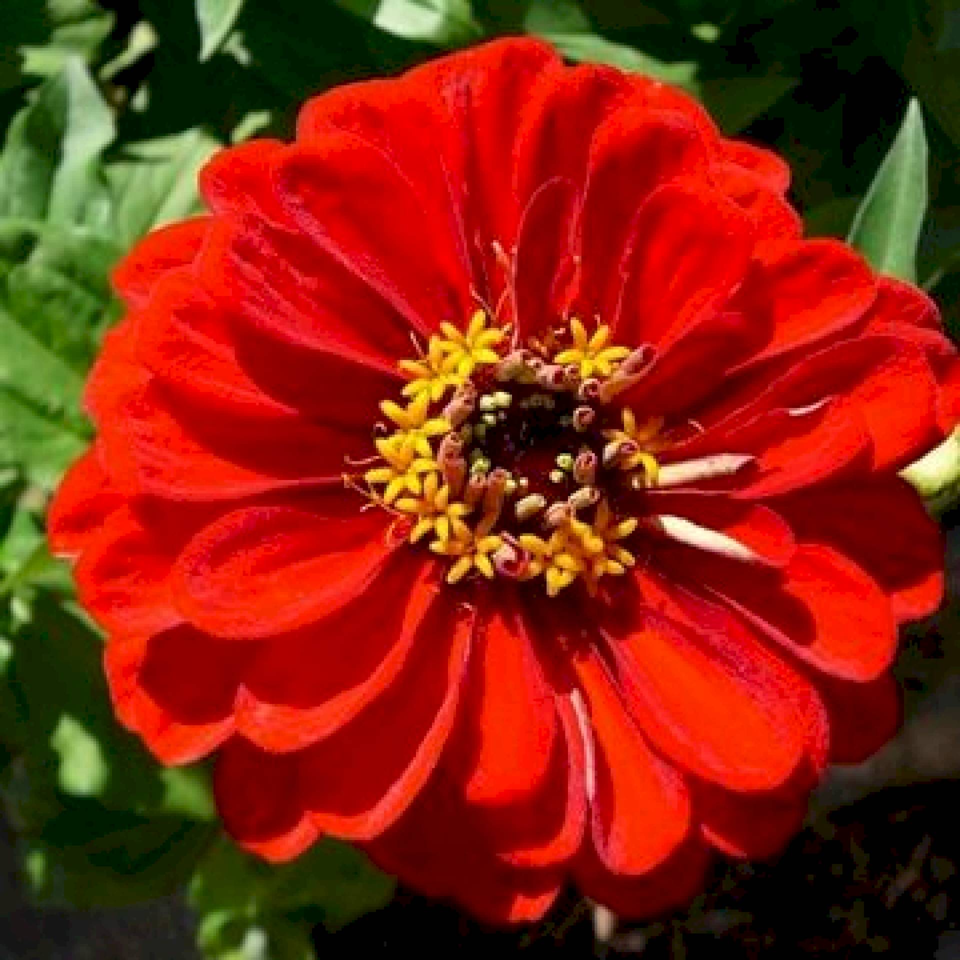 Zinnia