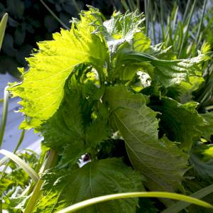 Shiso pourpre